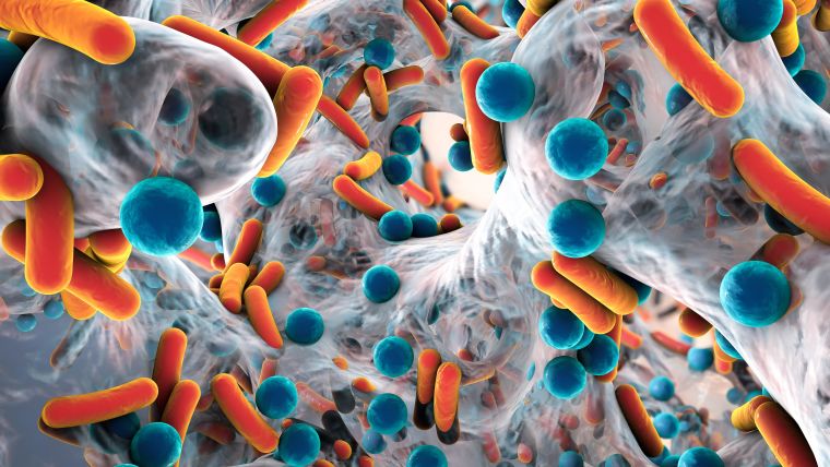 Biofilm of antibiotic resistant bacteria, closeup view. Rod-shaped and spherical bacteria. Escherichia coli, Pseudomonas aeruginosa, Mycobacterium tuberculosis, Klebsiella, Staphylococcus aureus, MRSA