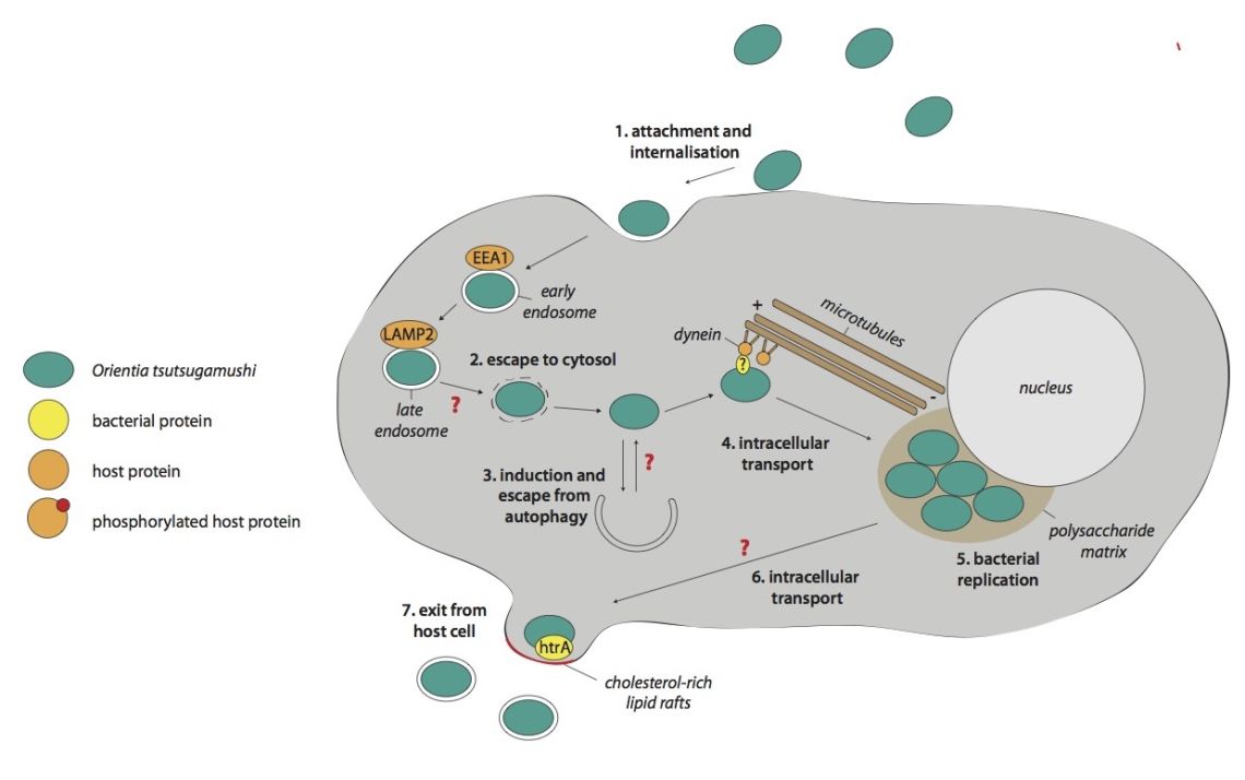 The intracellular life cycle of Orientia tsutsugamushi. Modified from Salje, J. PLoS Pathogens, 2017